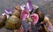 Shells Photo
